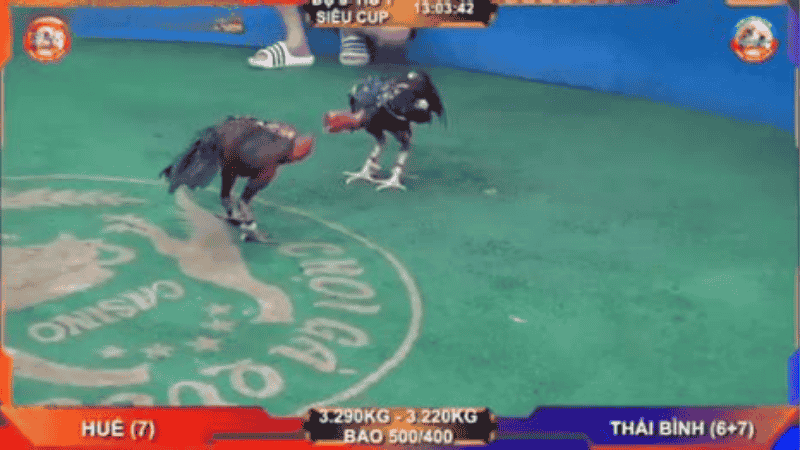 Đắm Mình Trong Không Khí Đá Gà Trực Tiếp Kubet Cực Nhiệt