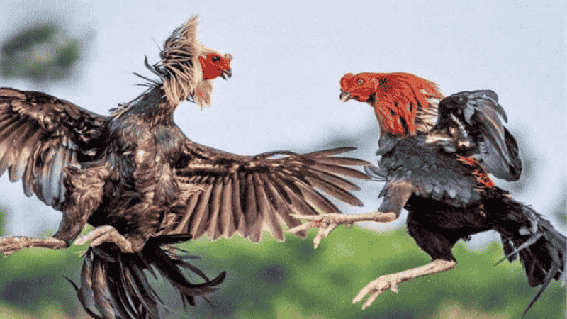 Đắm Mình Trong Không Khí Đá Gà Trực Tiếp Kubet Cực Nhiệt