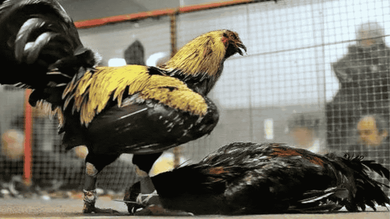 Đắm Mình Trong Không Khí Đá Gà Trực Tiếp Kubet Cực Nhiệt