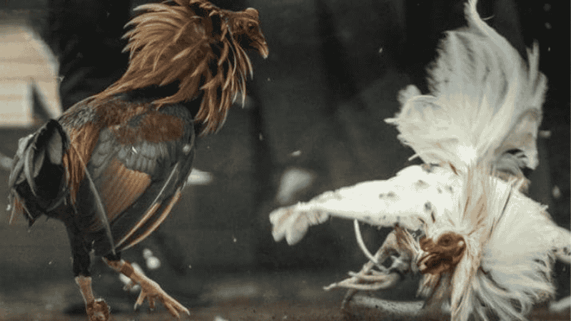 Đắm Mình Trong Không Khí Đá Gà Trực Tiếp Kubet Cực Nhiệt